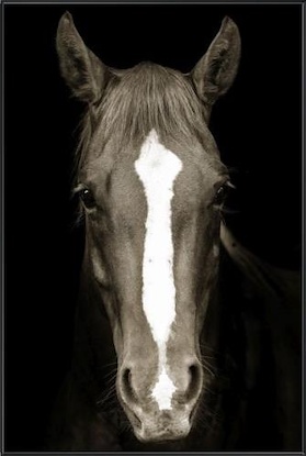 30 x 45 Brown Horse (FC)
