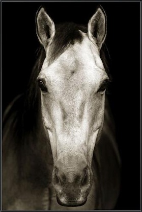 30 x 45 Tan Horse (FC)