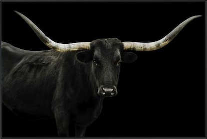 60 x 40 Longhorn 4 (IBG)