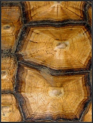 24 x 32 Carapaced Motif VII (Custom) (MT)