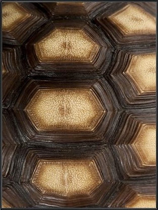 24 x 32 Carapaced Motif III (Custom) (MT)