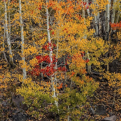 40 x 40 Quaking Colors (FC)