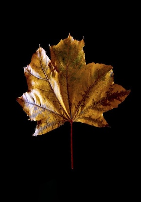 14 x 20 Leaf Alone I (FC)