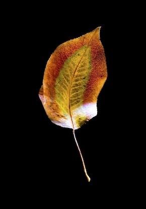 14 x 20 Leaf Alone II (FC)