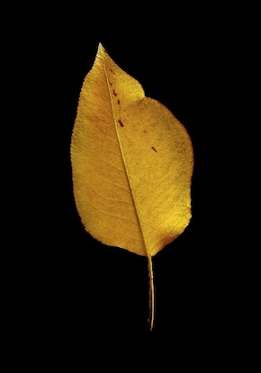 14 x 20 Leaf Alone III (FC)