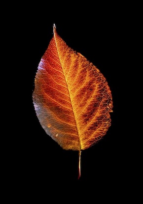 14 x 20 Leaf Alone IV (FC)