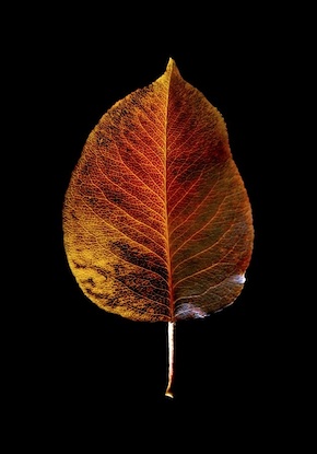 14 x 20 Leaf Alone V (FC)