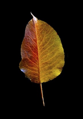 14 x 20 Leaf Alone VI (FC)