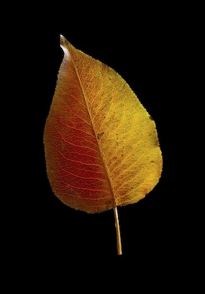 14 x 20 Leaf Alone VII (FC)