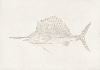 20 x 14 Sailfish (FC)